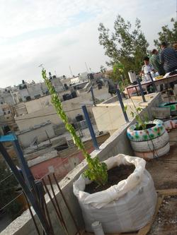 Vertical Gardening'10