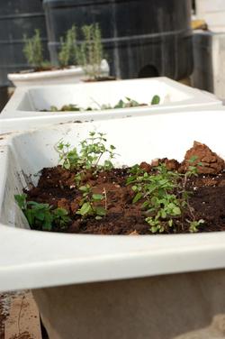 Vertical Gardening'10