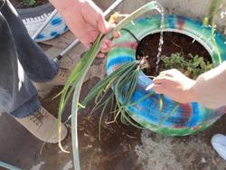 Vertical Gardening'10